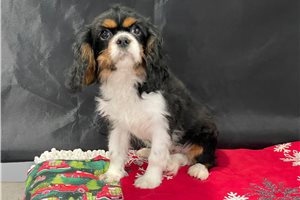 Hannah - Cavalier King Charles Spaniel for sale