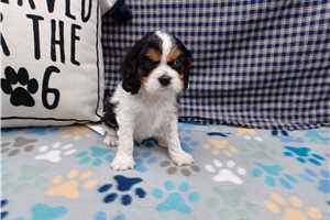 Patches - puppy for sale