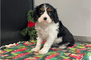 Hazel - Cavalier King Charles Spaniel for sale
