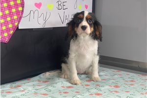 Heidi - Cavalier King Charles Spaniel for sale