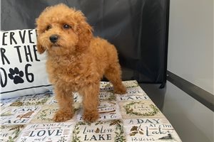 Wanita - puppy for sale