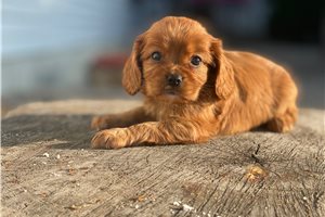 Annie - puppy for sale