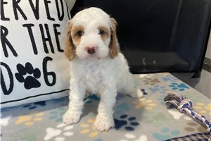 Zenith - puppy for sale