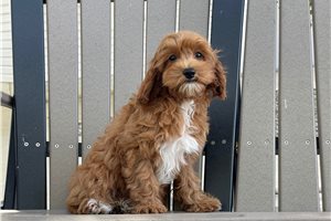 Perla - Cavapoo for sale