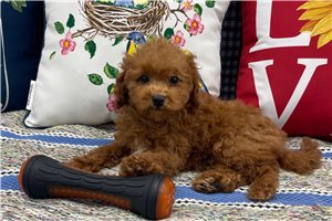 Wanda - puppy for sale