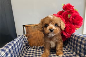 Teddie - puppy for sale