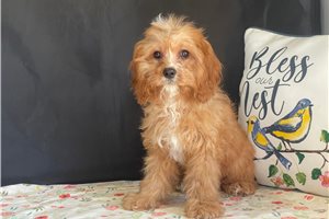 Dasher - puppy for sale