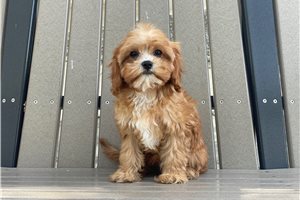 Ammie - puppy for sale