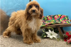 Prince - Cavapoo for sale