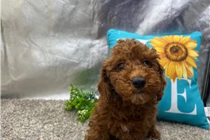 Willow - puppy for sale