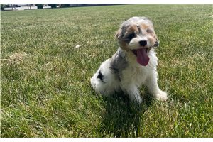Zaria - puppy for sale