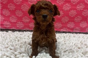 William - puppy for sale
