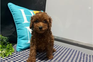 Waylon - puppy for sale