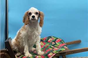 Debbie - puppy for sale