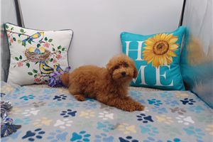 Wanda - puppy for sale