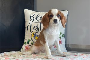 Dallas - puppy for sale