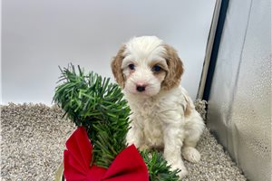 Ranita - Cavapoo for sale