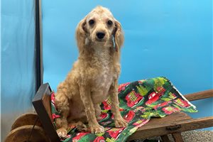 Patches - Cavapoo for sale