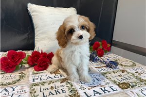 Tori - puppy for sale