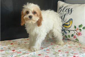 Delilah - puppy for sale