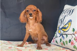 Adam - Cavapoo for sale