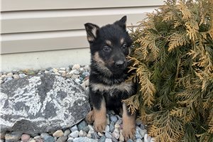 Harley - puppy for sale
