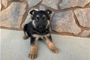 Hallie - puppy for sale