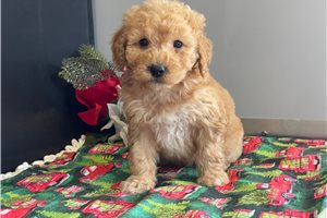 Brenda - Goldendoodle, Mini for sale