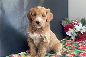 Brad - Goldendoodle, Mini for sale