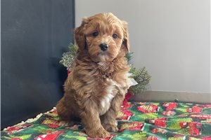 Barbie - Goldendoodle, Mini for sale
