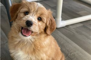 Kosten - puppy for sale