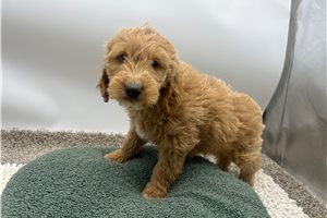 Jimmy - puppy for sale