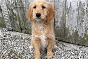 Jaron - puppy for sale