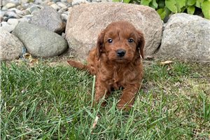 Susie - puppy for sale