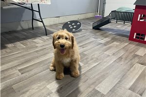 Jaden - puppy for sale