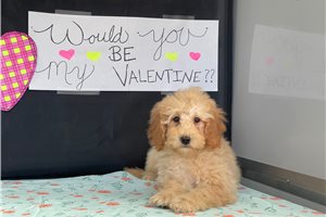 Bertha - Goldendoodle, Mini for sale