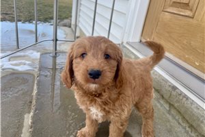 Jeff - puppy for sale