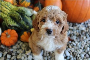 Dianna - puppy for sale