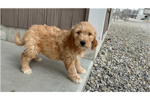 Jackson - puppy for sale
