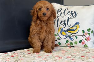 Samm - Goldendoodle, Mini for sale