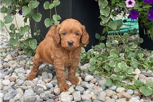 Steve - puppy for sale