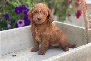 Sadilynn - puppy for sale
