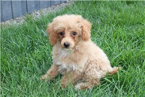 Sofia - Poodle, Miniature for sale