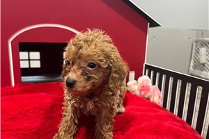 Cody - Poodle, Toy for sale