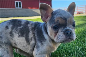 Harper - French Bulldog for sale