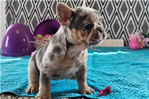 Harmony - puppy for sale