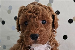 Bindi - puppy for sale