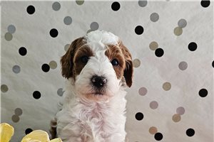 Billie Jean - puppy for sale