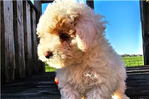 Amiyah - Goldendoodle, Mini for sale