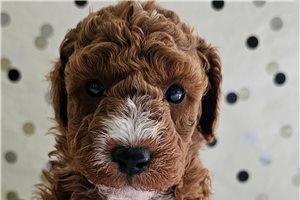 Boyd - Goldendoodle, Mini for sale